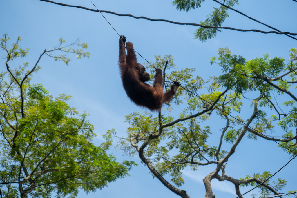 The orangutans were so active when we were there -- all of them were climbing and swinging around like this one