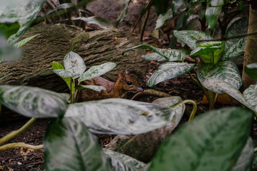 Is it a mouse? A deer? It's both! It's a mouse-deer