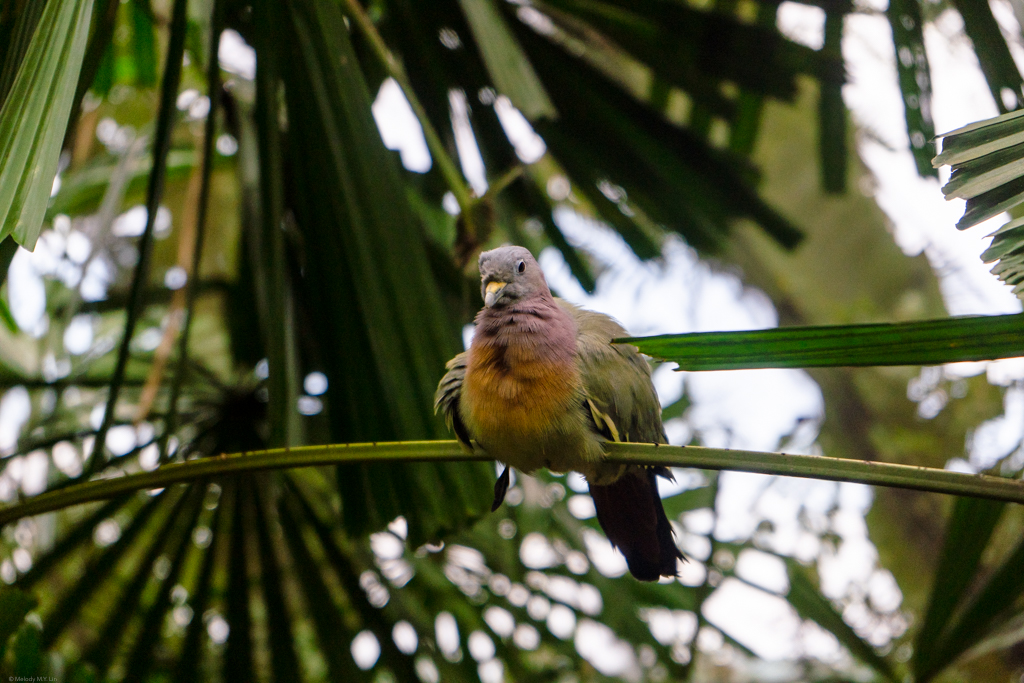 The wompoo fruit dove -- isn't that a fun name to say?