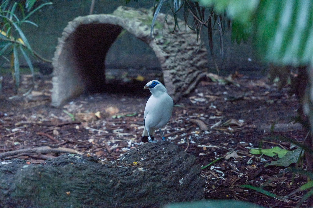 A pretty mynah bird