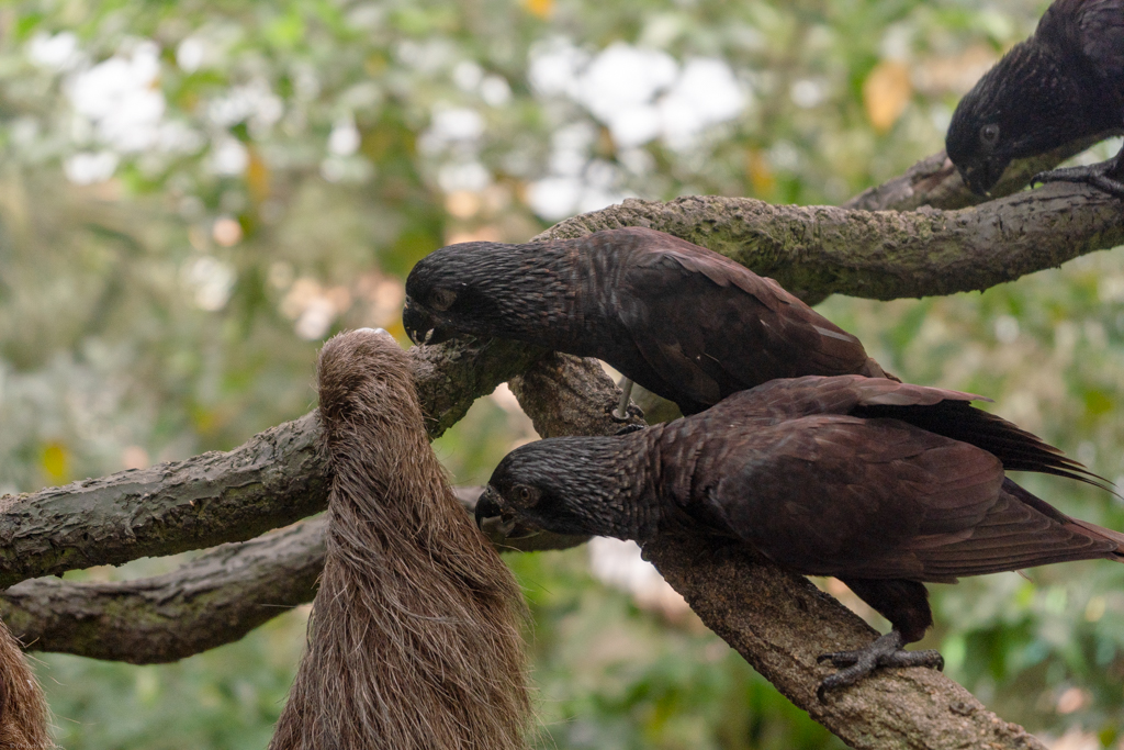 These parrots were sneakily harvesting the sloth's fur for nesting