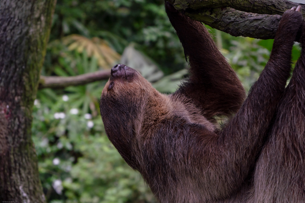 Sloth is completely unphased by the parrots