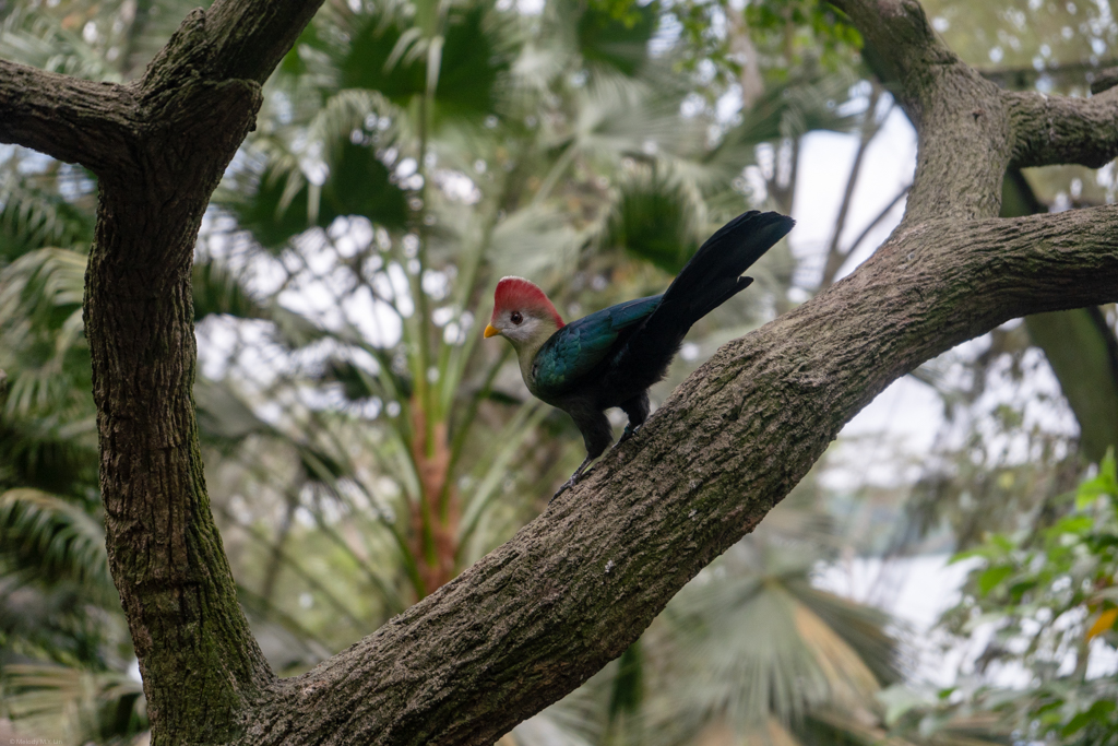 The colors on this red-crested turaco were stunning!