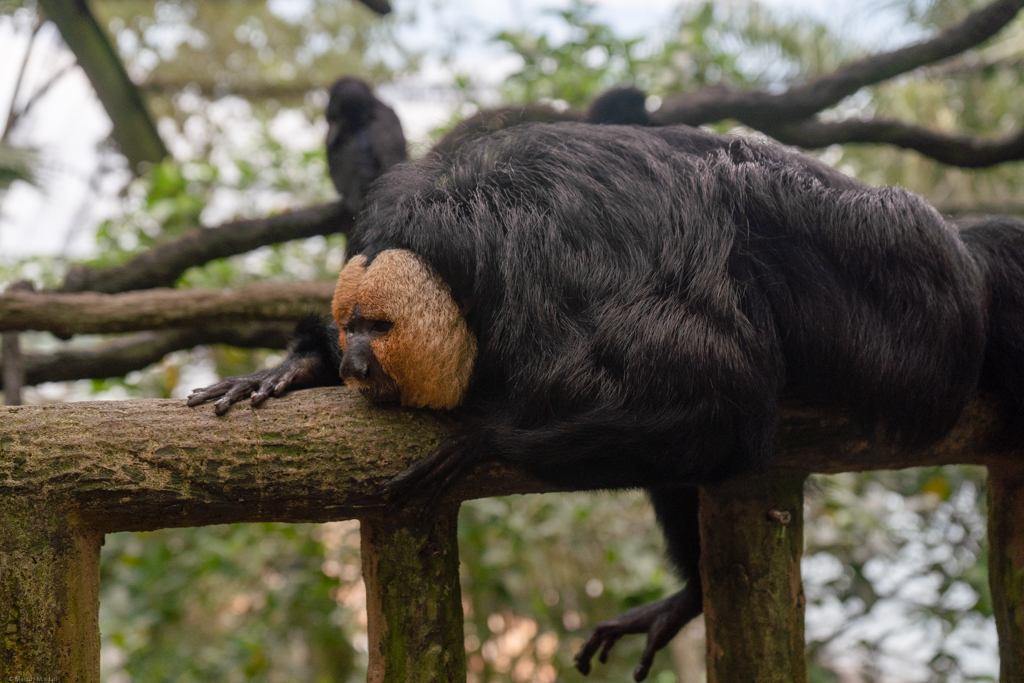 This white-faced saki monkey looks like me trying to get out of bed in the mornings