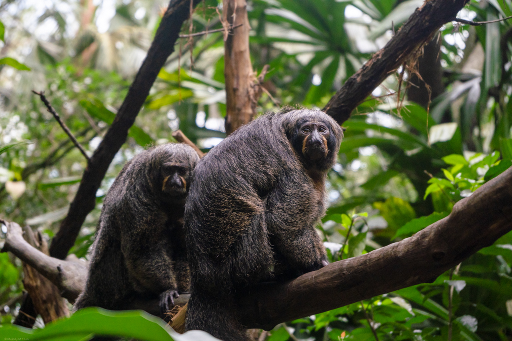 This pair of saki monkeys looked over curiously at us.