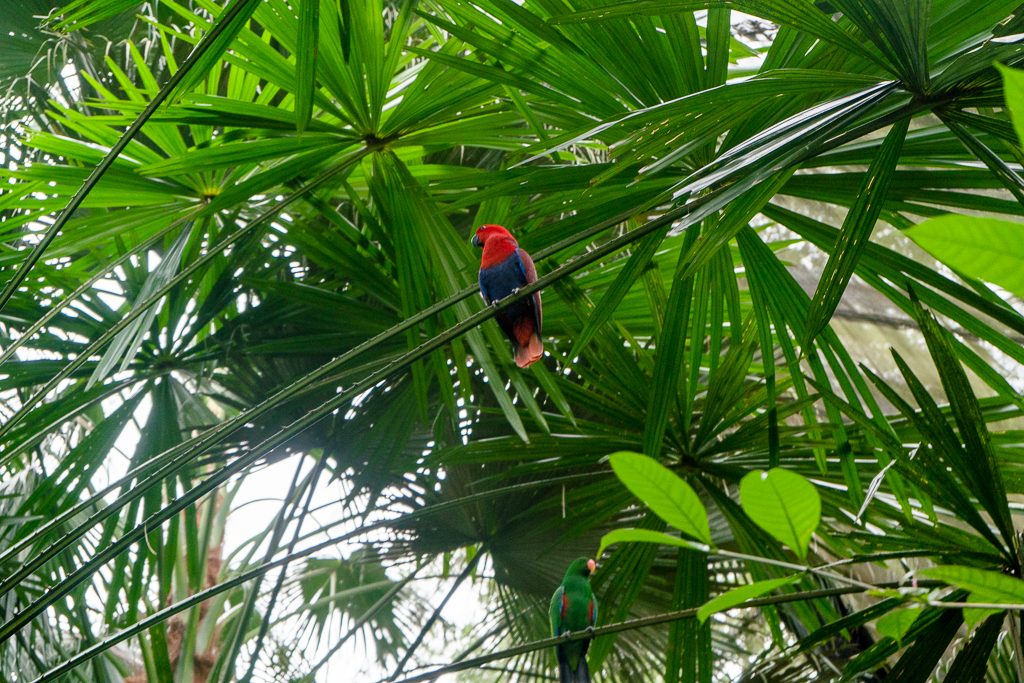 A pretty birdy! Some kind of parrot.