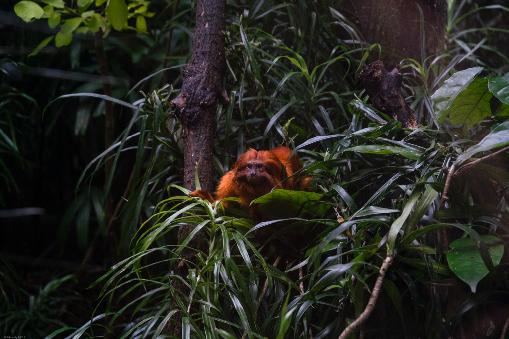 A golden tamarin