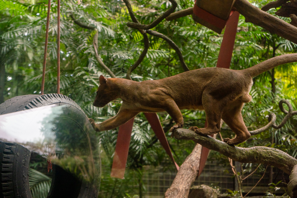 First time seeing a fishing cat, so was pretty excited about this!