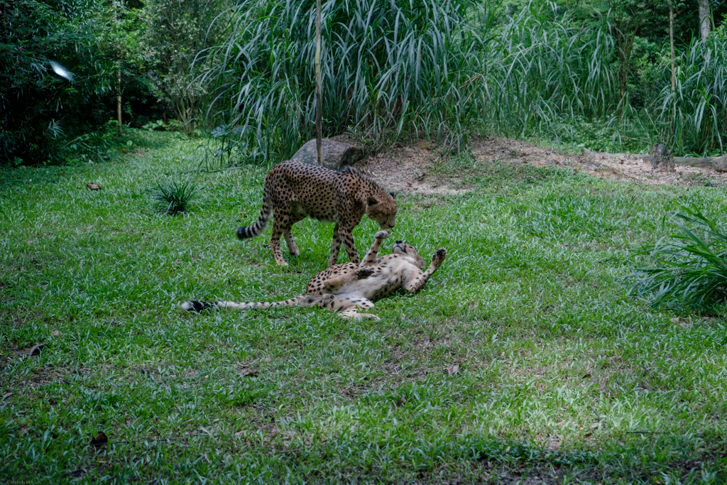 A couple of cheetah siblings at play