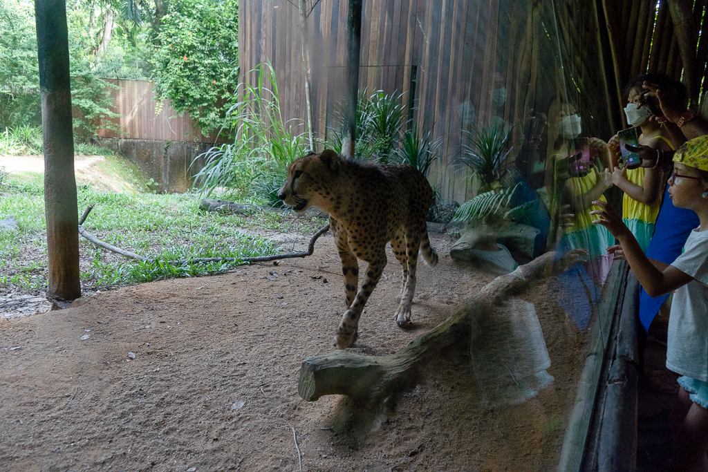 Everyone is lined up to see the cheetah