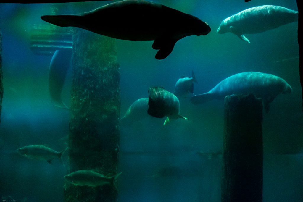 Silhouette of manatees floating by