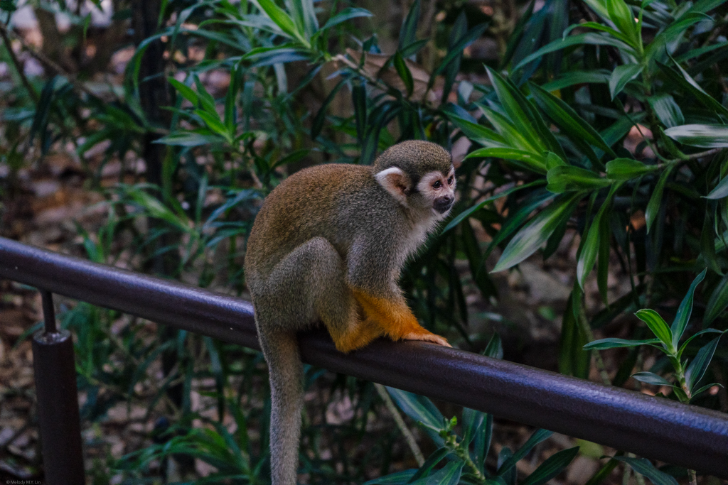 This squirrel monkey jumped down to hang out next to us for a bit.