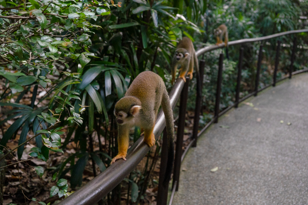 Make way for the train of squirrel monkeys!