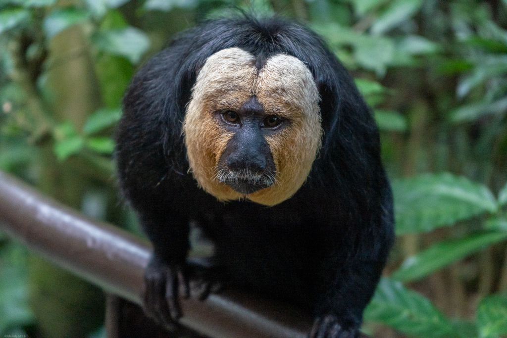 I'm pretty proud of this portrait of a saki monkey.