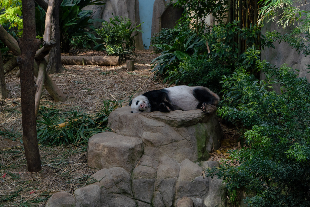 LeLe the panda cub lying on her side. Look at those cute pink toes and nose!