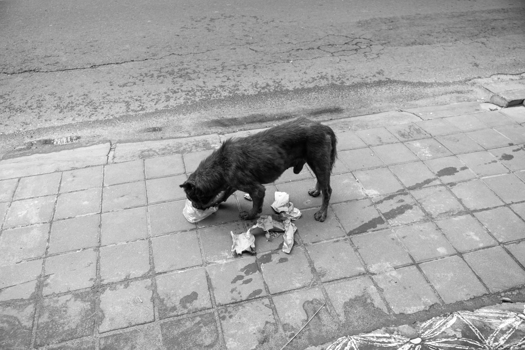 A stray dog eating trash on the street