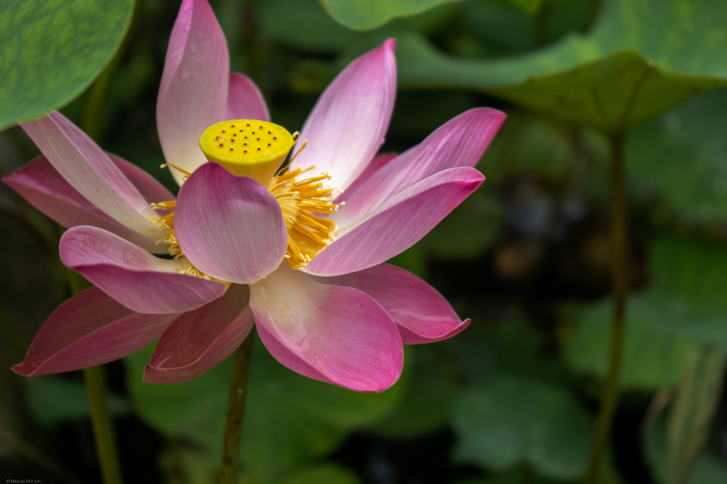 A vibrant, lotus flower