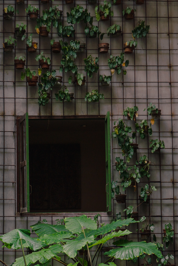 Potted plants on the wall