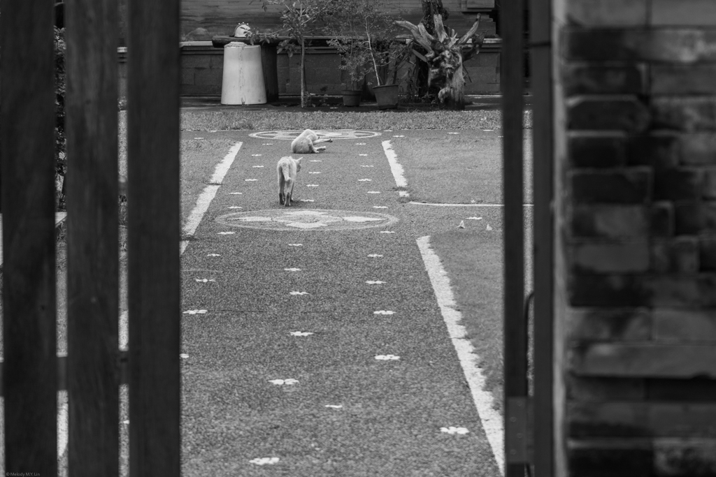 Two cats hanging out in the courtyard