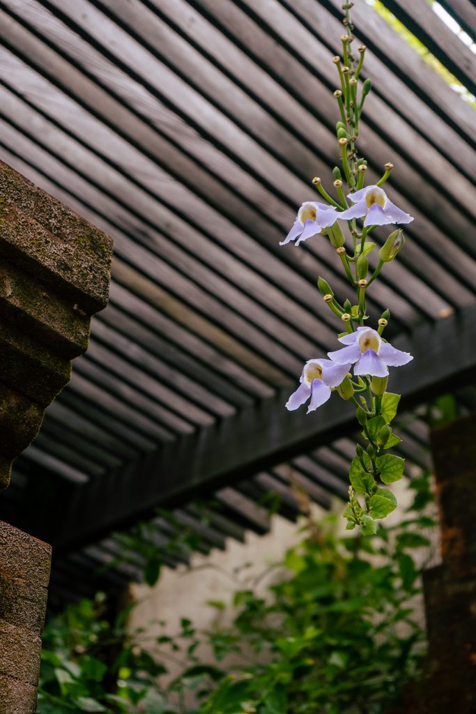 Orchids on a vine