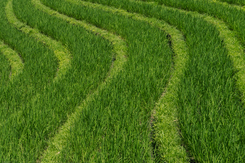 Rice terraces