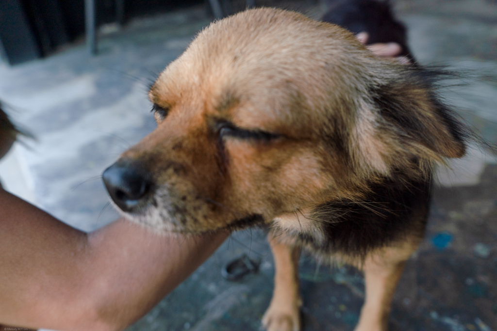 A brown and black pup getting back scratches