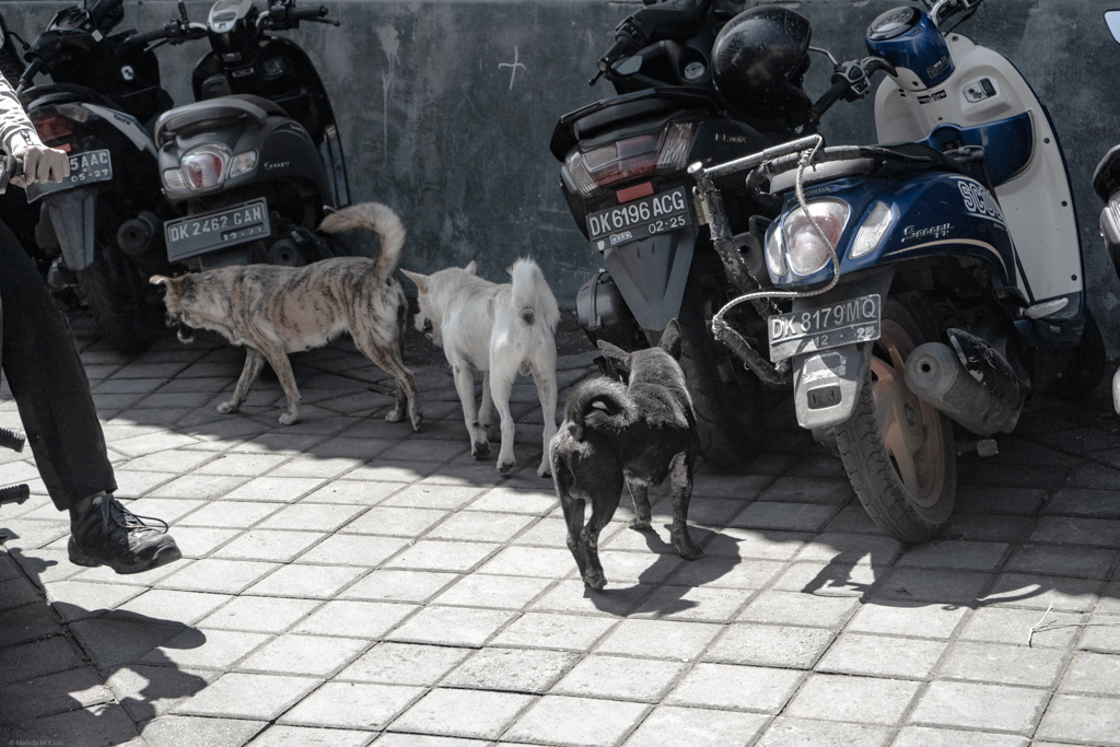 Three dogs with striped, white, and black coats walking