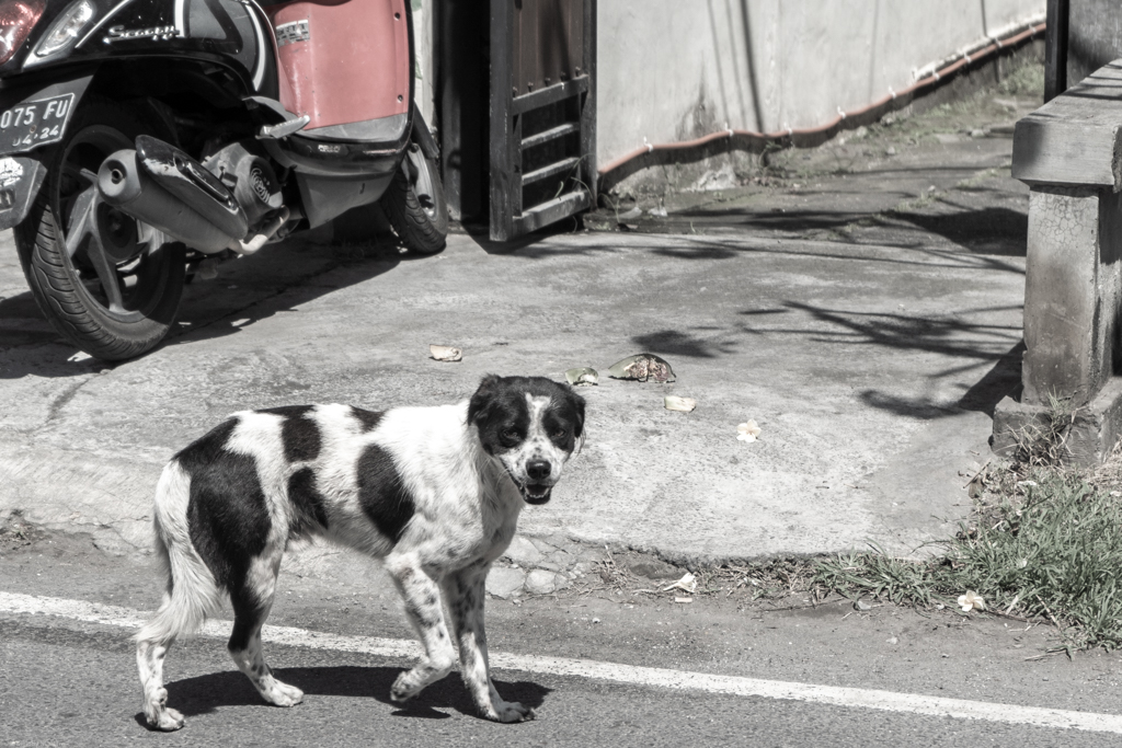 A white dog with black spots