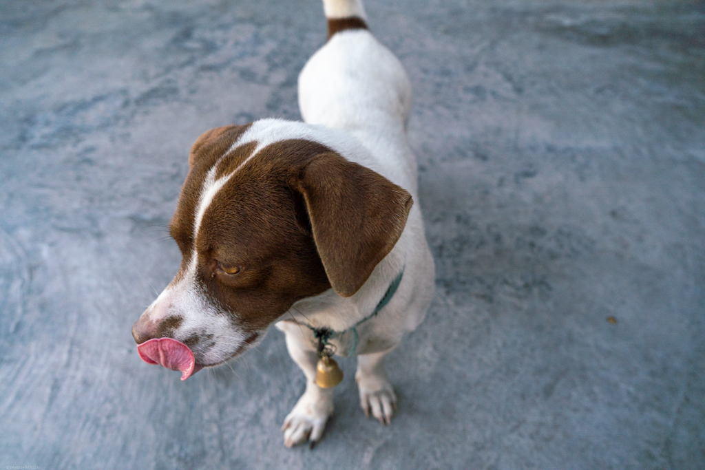 A stout dog with brown ears and white coat