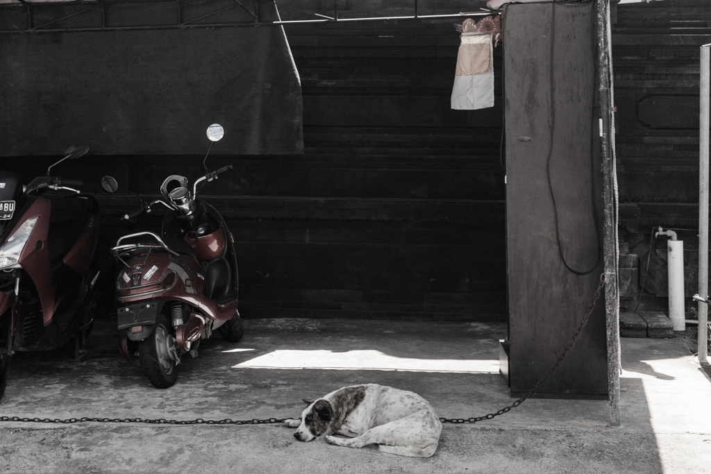 A dog naps in the shade of a parking structure