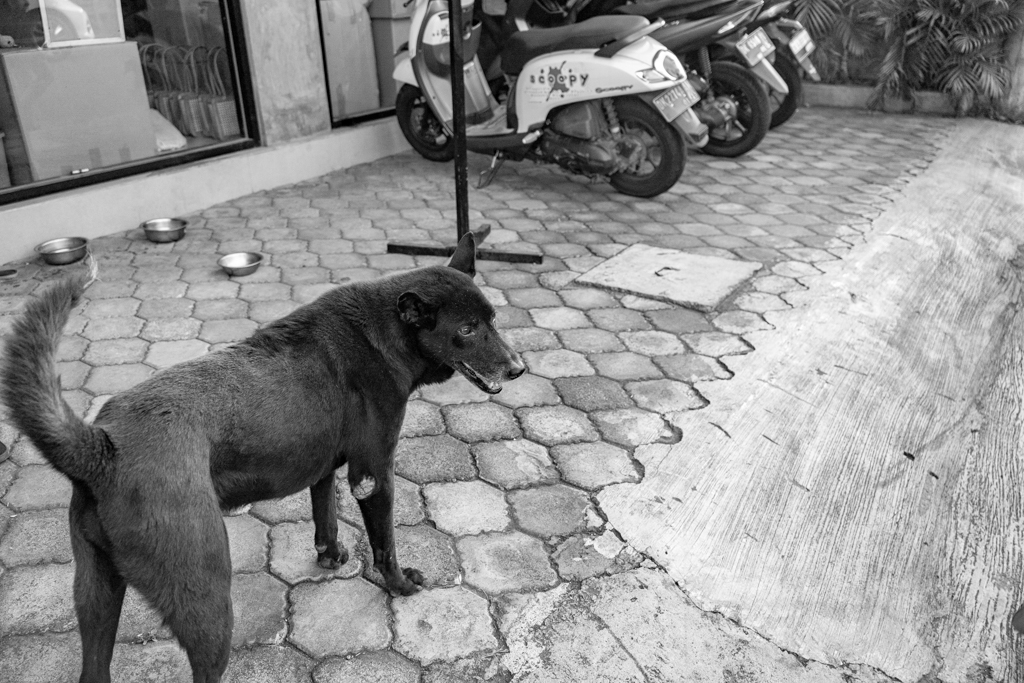 A black dog greeting passersby outside the grocery store