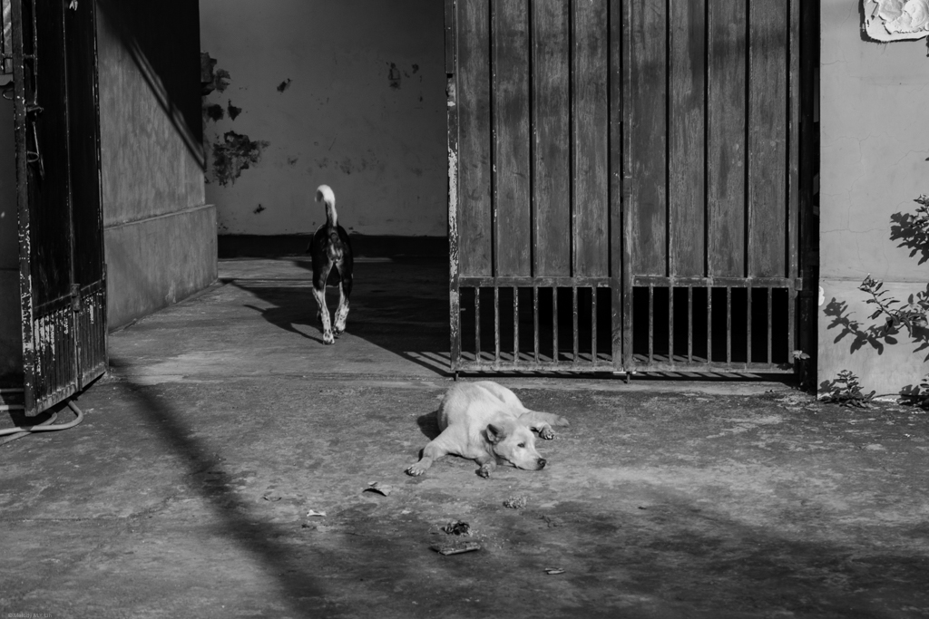 Two dogs looking bored, lying outside a door