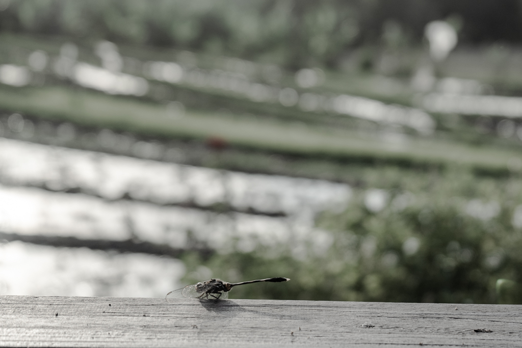 A dragonfly resting on the balcony