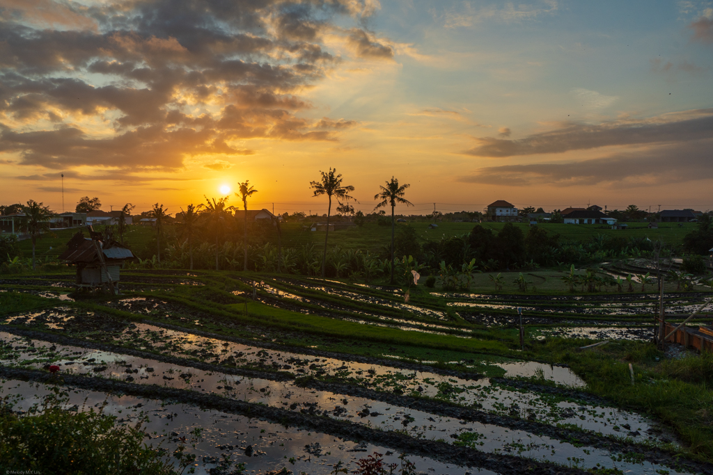 Rice paddy terraces at sunset