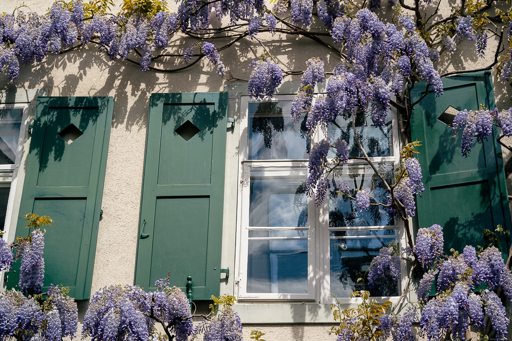 Wisteria vines in full bloom