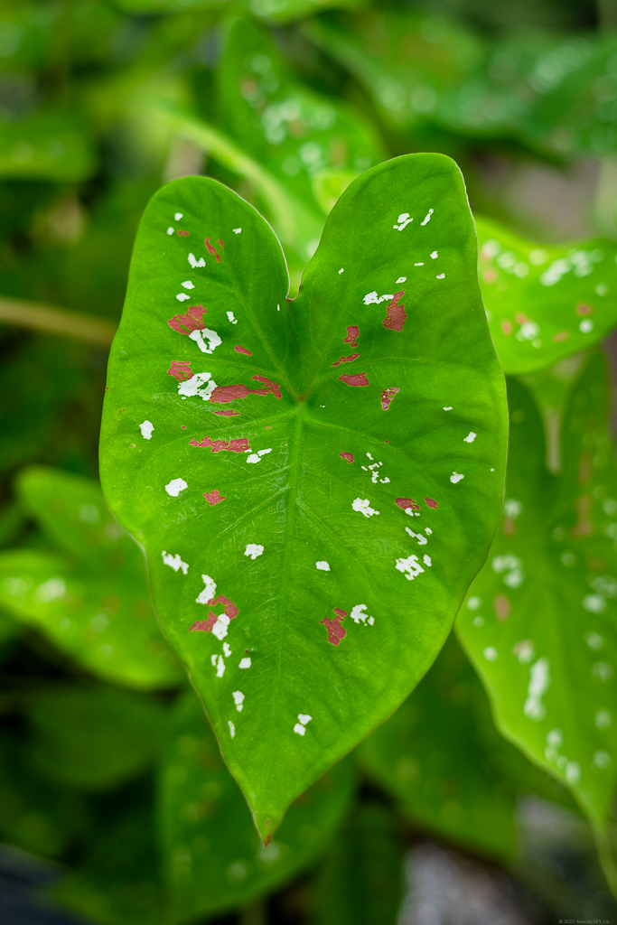 A philodendron with pink and white speckles