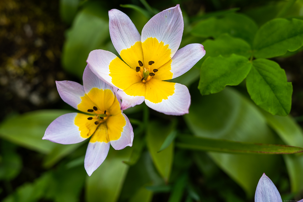 Delicate purple and gold flowers