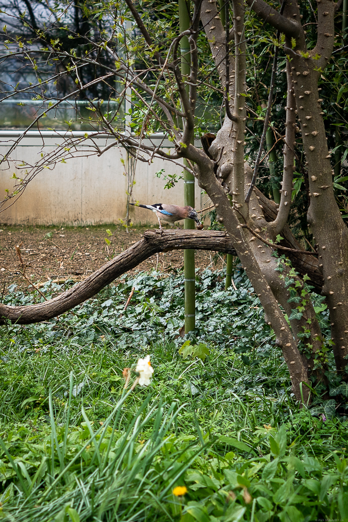 A Eurasian jay cracking open a nut