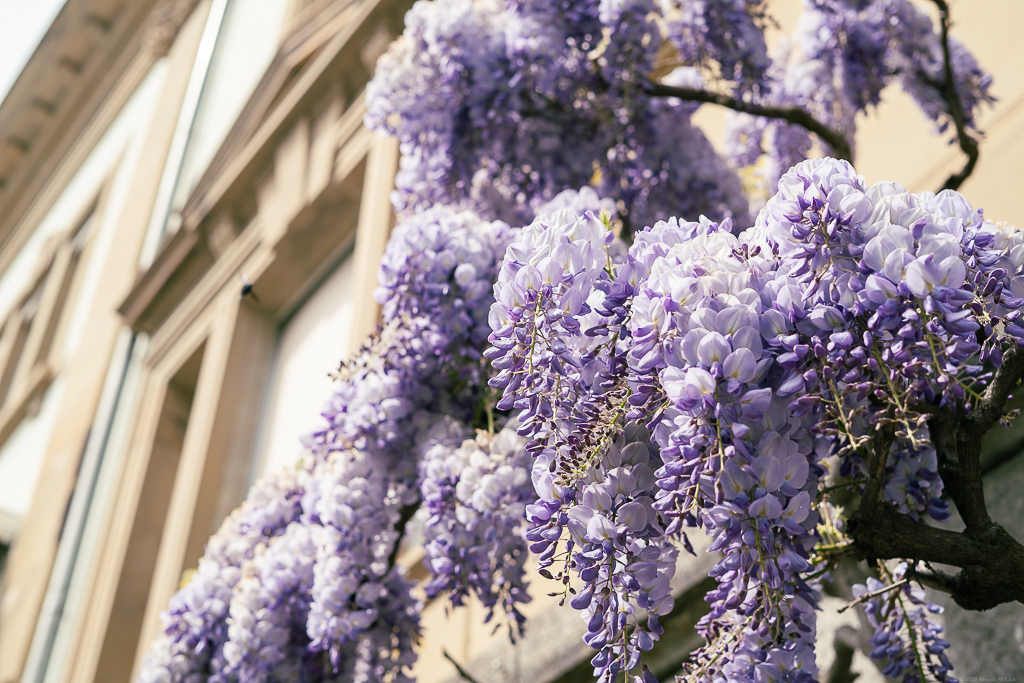 Blooming wisterias up close