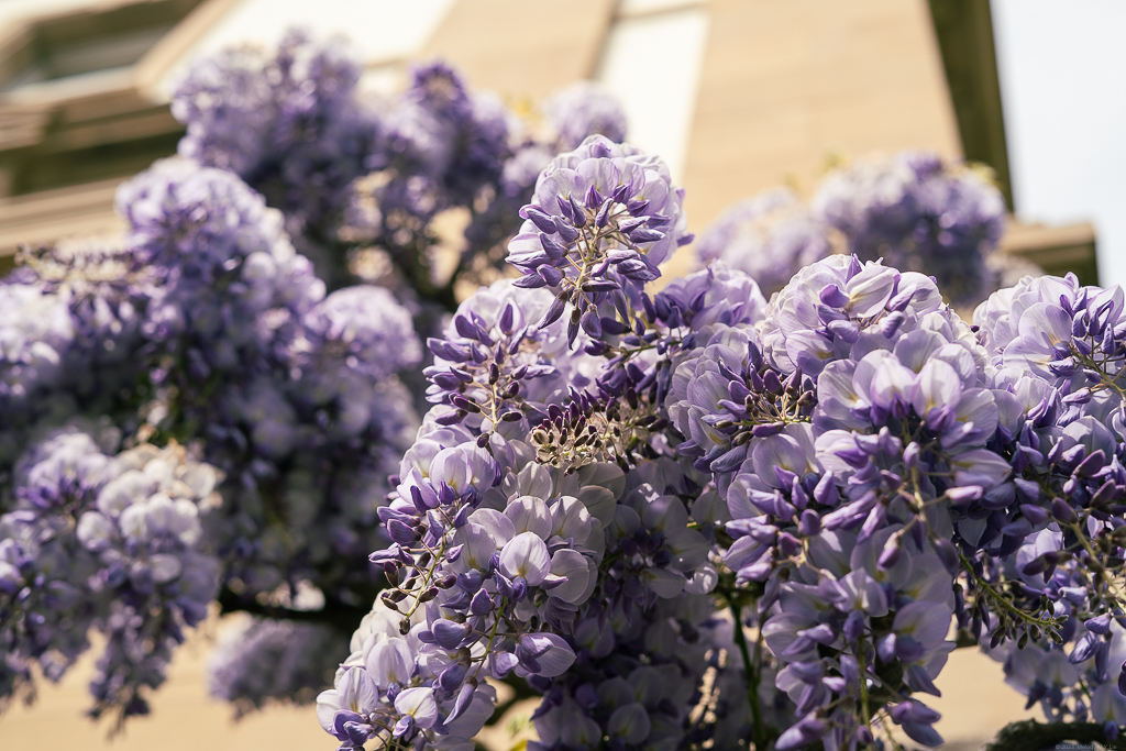 Blooming wisterias from the bottom up