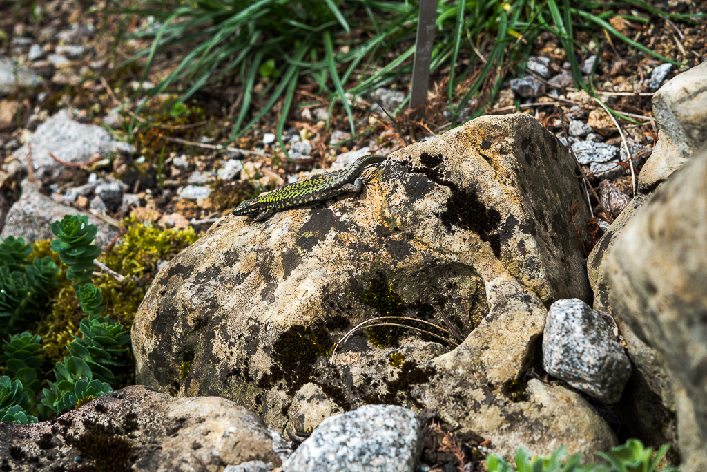 A fat lizard sunbathes on a rock