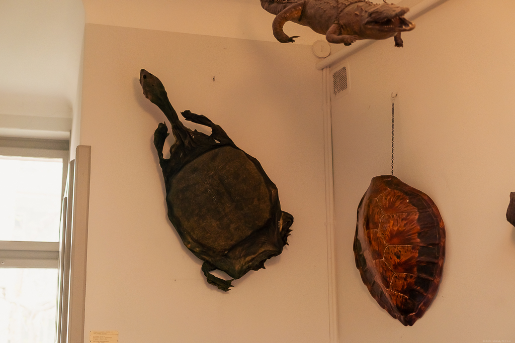 Desiccated turtle and crocodiles hanging from the ceiling