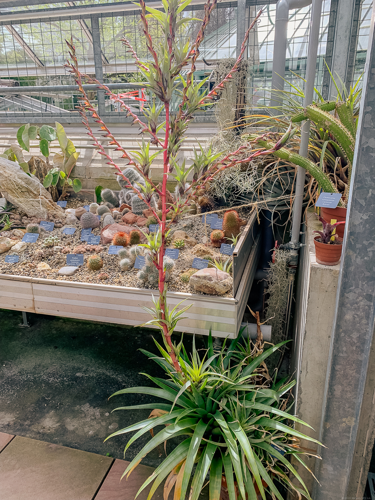 An air plant with a giant stalk