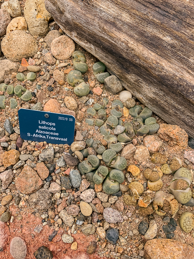 Rare lithops succulent plants