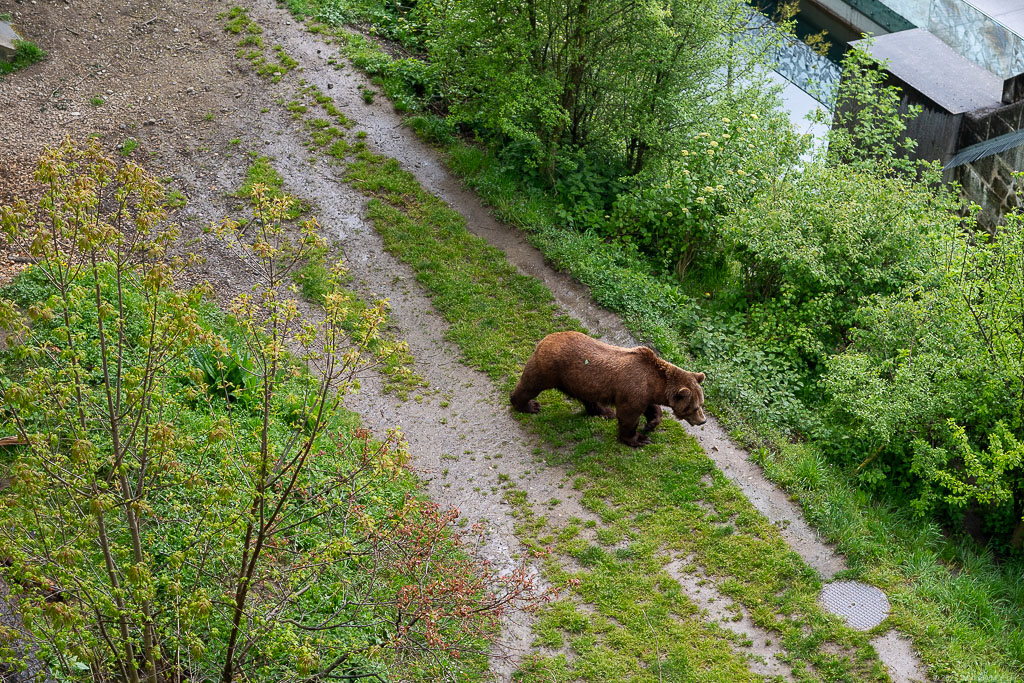 Bear wandering along a grassy slope