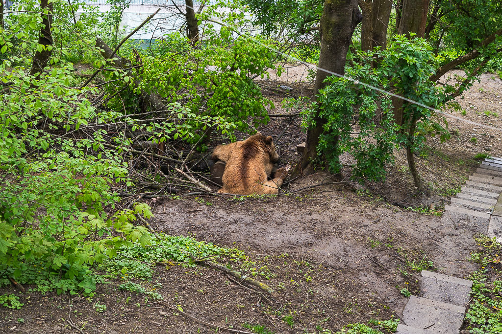 A bear relaxes in a dugout