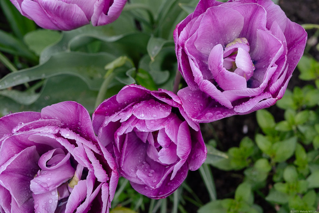 Purple tulips