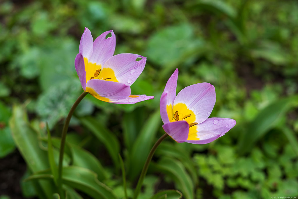 Single-petaled tulips with yellow centers