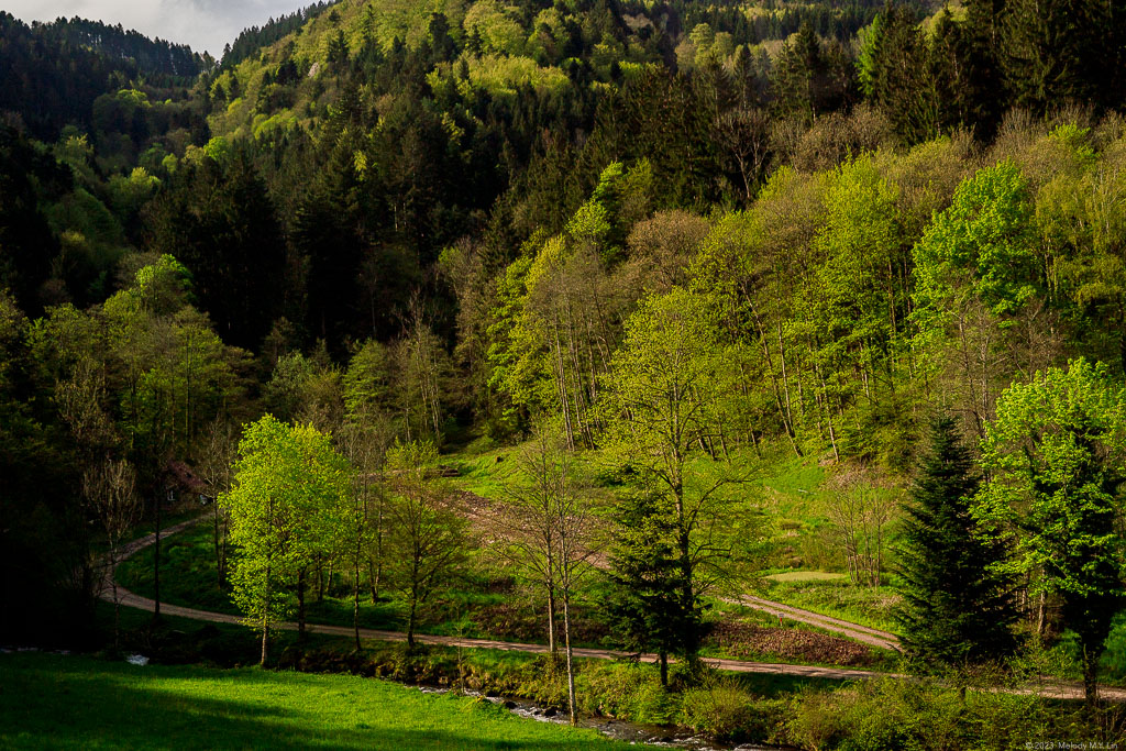 Golden hues in the Schwarzwald at morning.