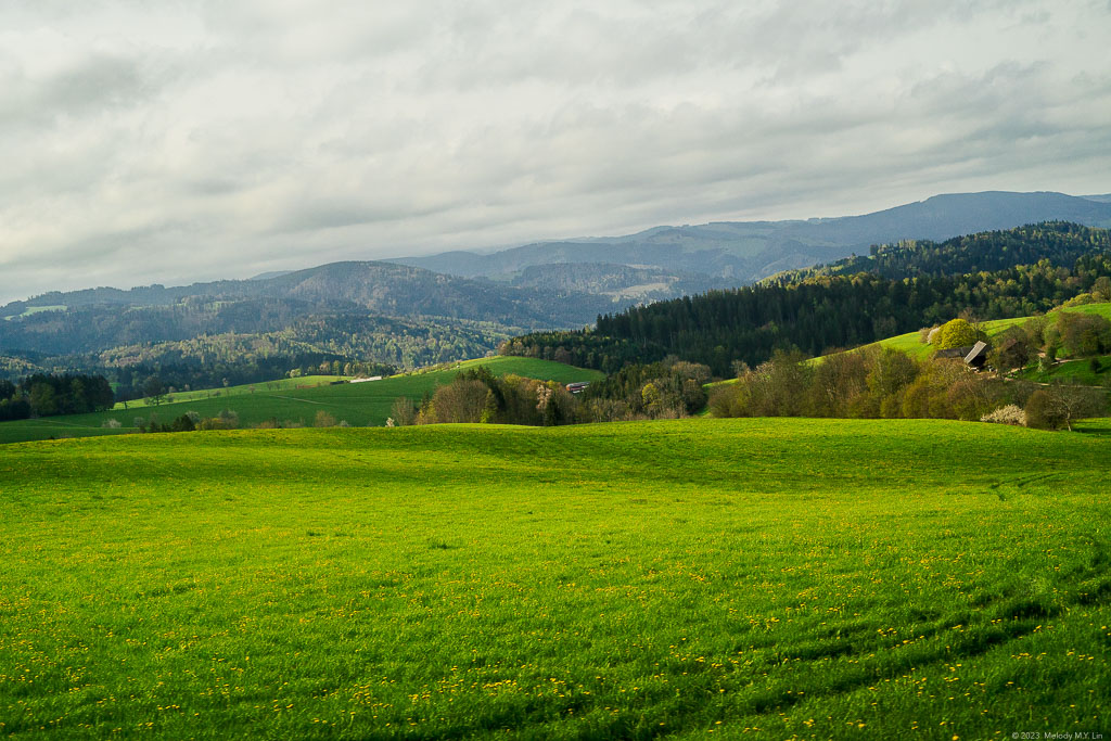 Very neatly-trimmed meadows.